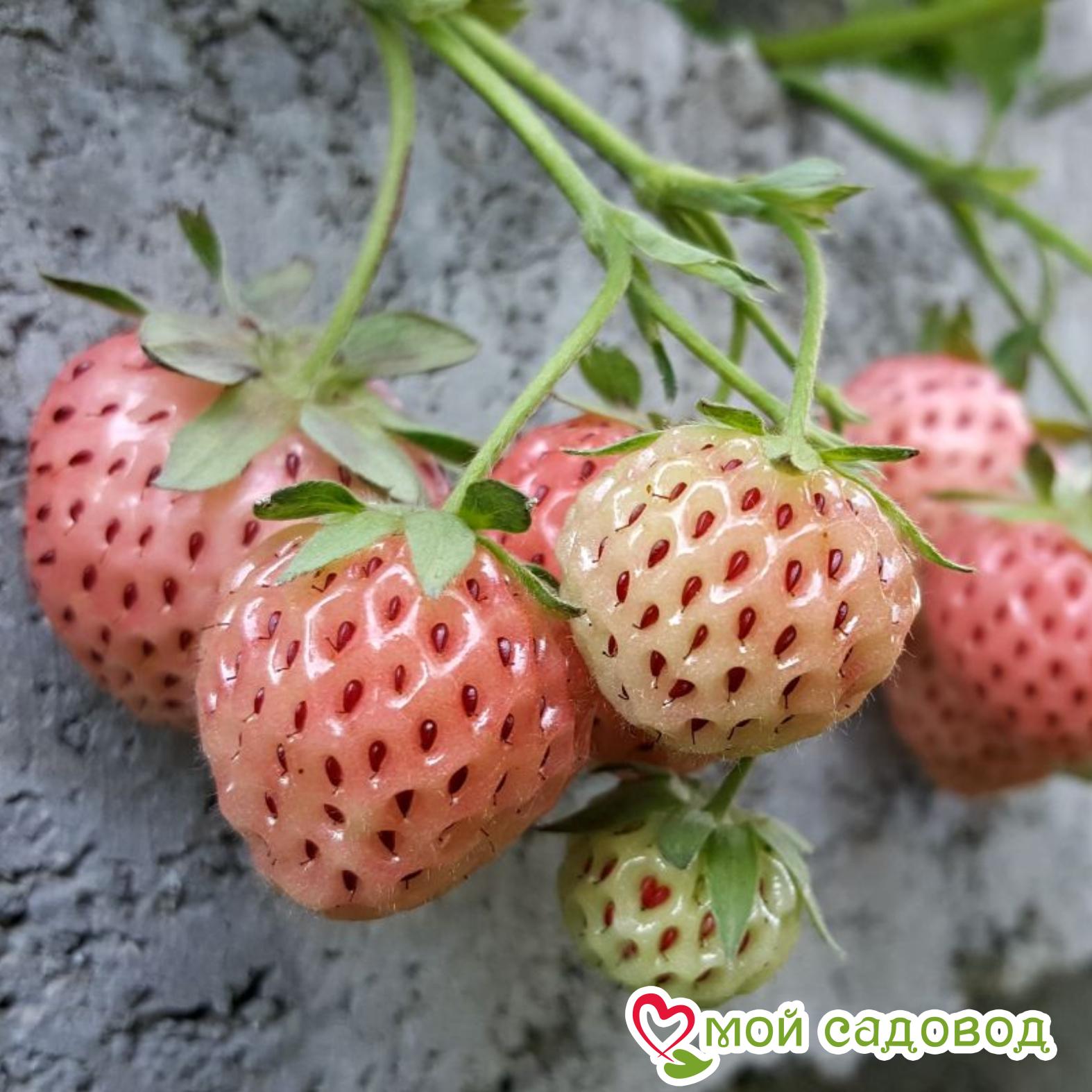 Клубника Анабланка ЗКС С1