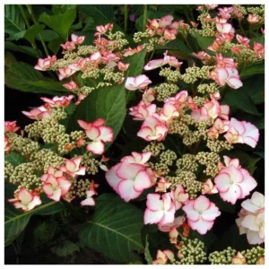 Эксклюзив! Гортензия Стрекоза ЗКС