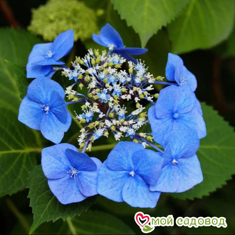 Гортензия крупнолистная Блаумайзе ЗКС