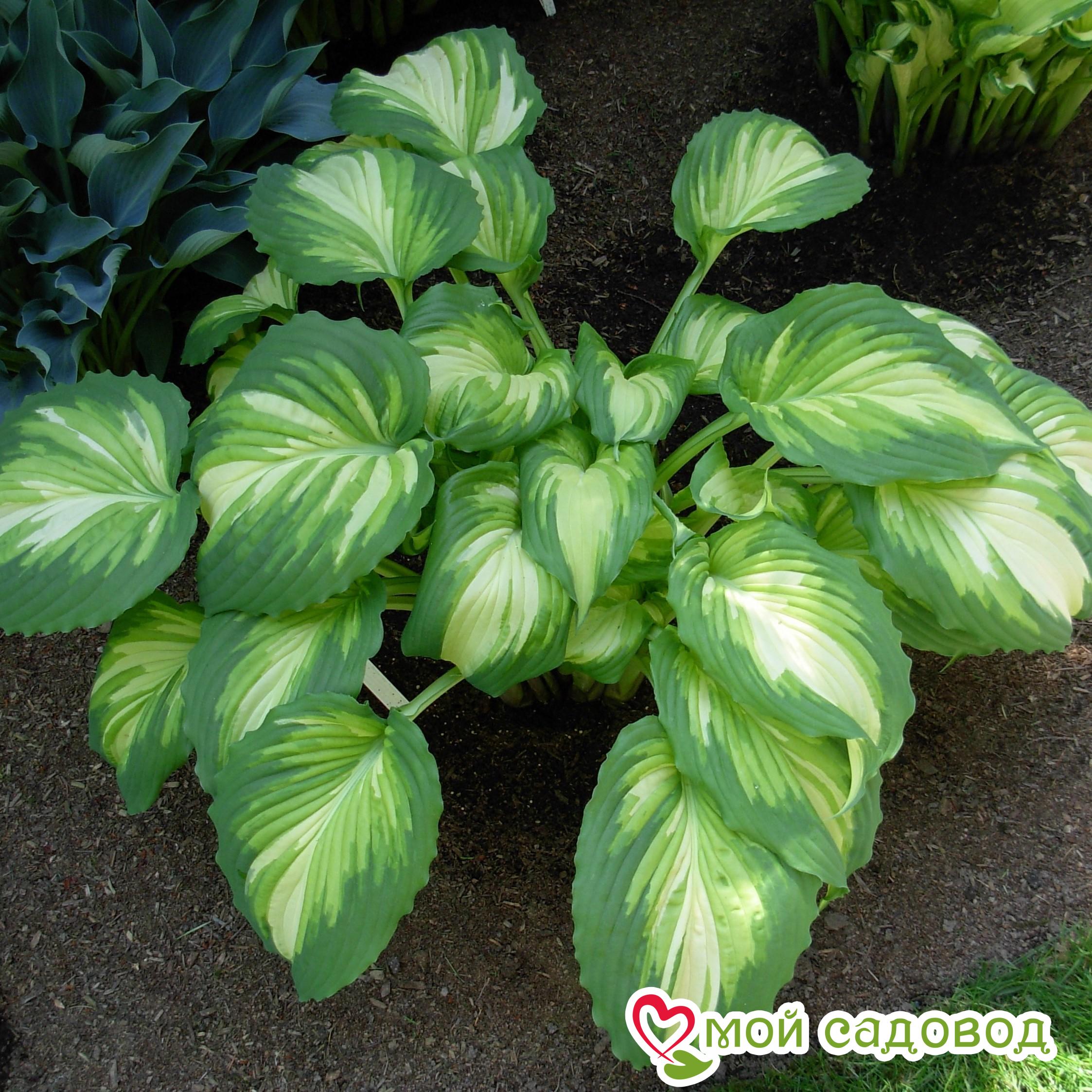 Хоста Вар Пейнт