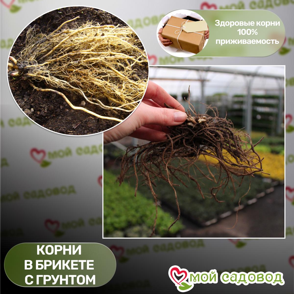 ФЛОКС МЕТЕЛЬЧАТЫЙ ЗЕНОБИЯ