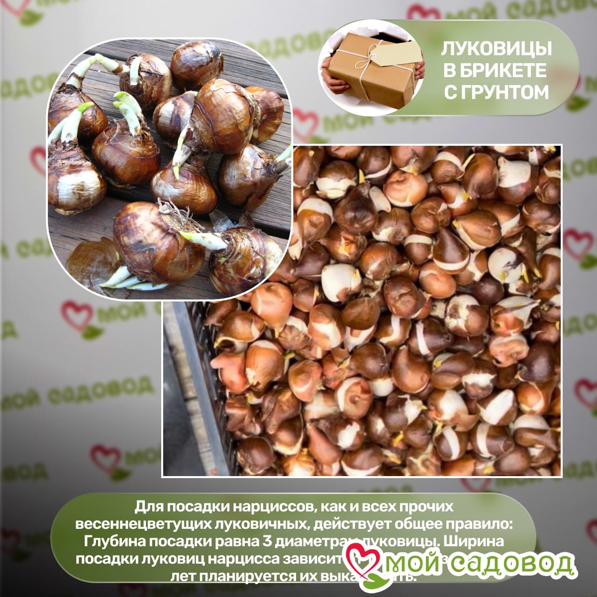 Нарцисс Бридал Краун махровый