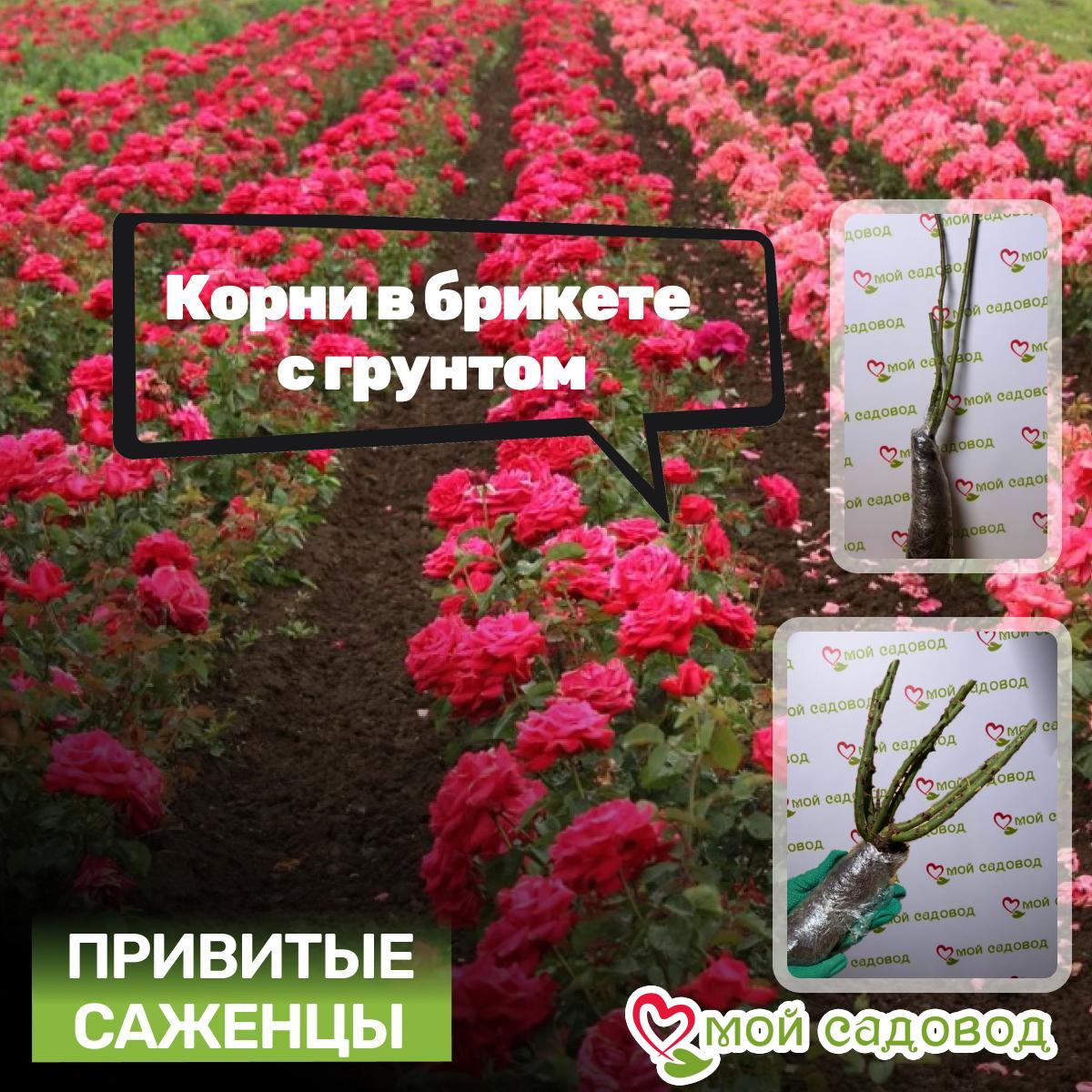 Роза Плетистая Плум Пэшн