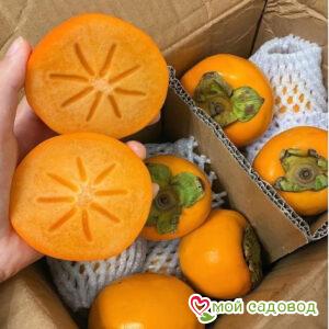 Хурма земля Солнца