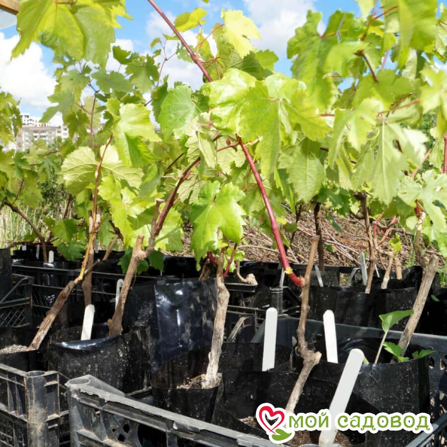 Виноград Ривер Гош